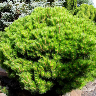 Kugel-Kiefer 'Pierrick Brégeon' (Pinus nigra)