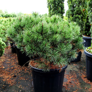Kugel-Kiefer 'Pumuckel' (Pinus mugo)