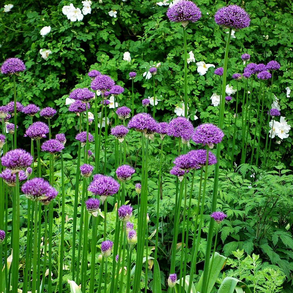 Kugel-Lauch 'Purple Sensation' (Allium aflatunense)