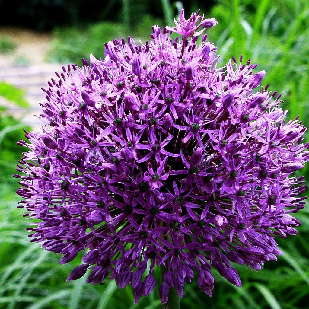 Kugel-Lauch 'Purple Sensation' (Allium aflatunense)