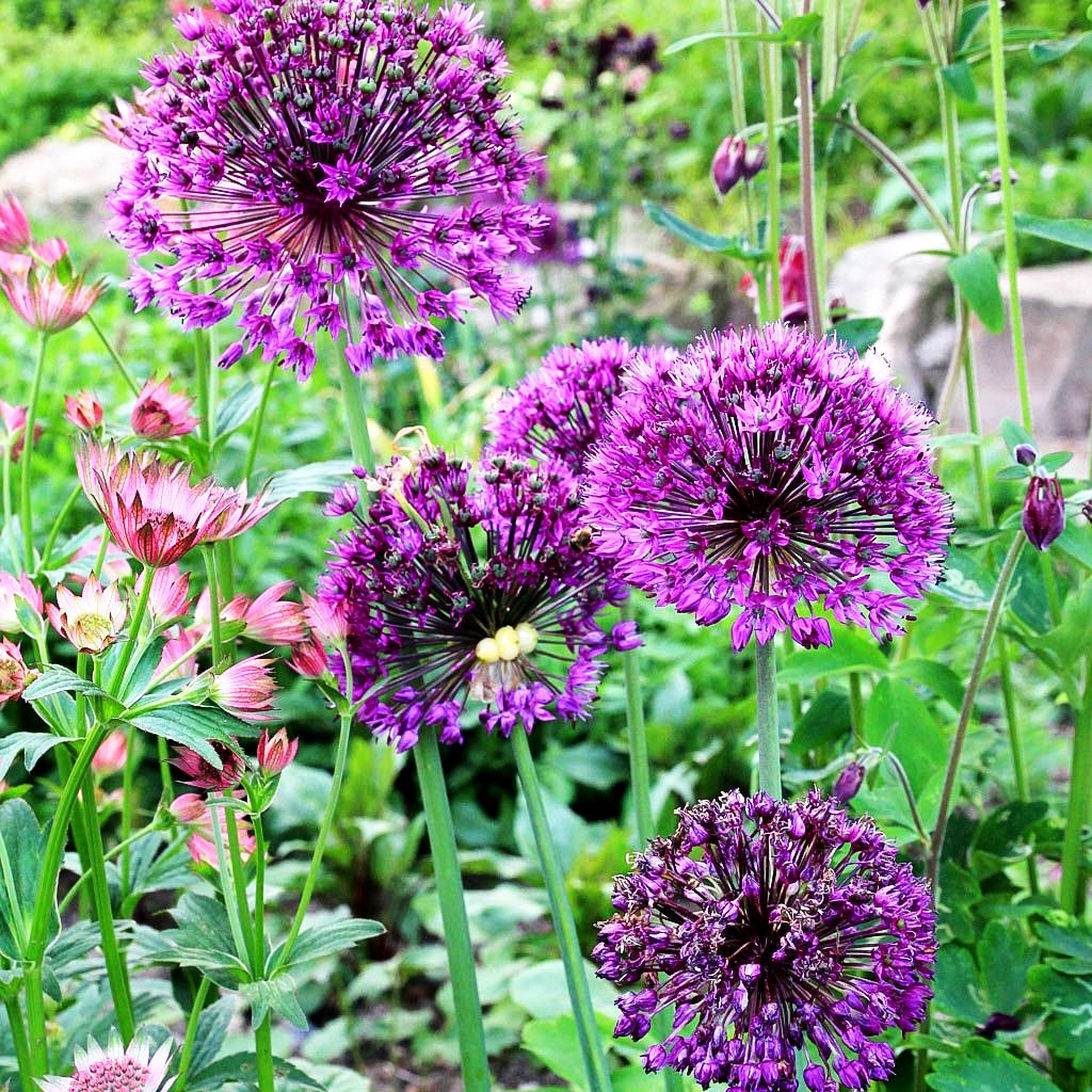 Kugel-Lauch 'Purple Sensation' (Allium aflatunense)