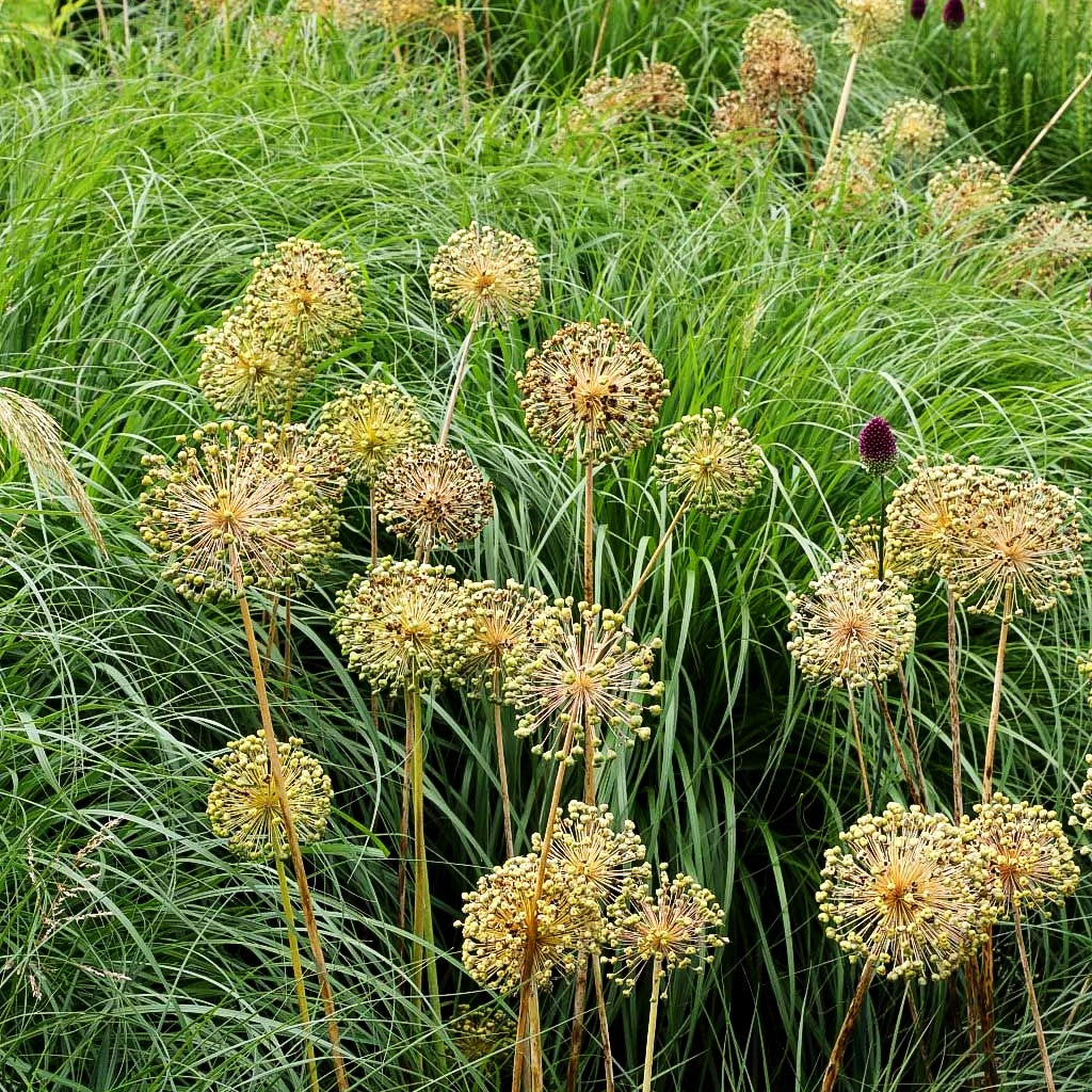 Kugel-Lauch 'Purple Sensation' (Allium aflatunense)