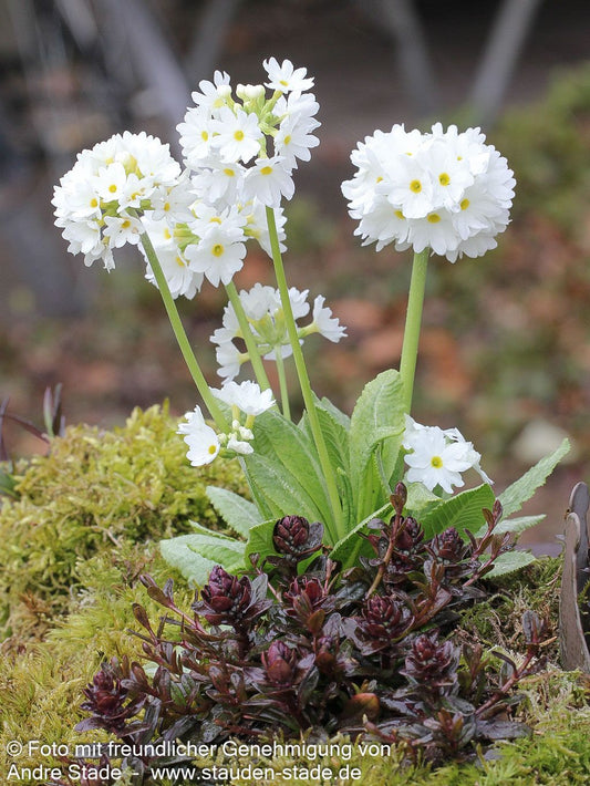 Kugel-Primel 'Alba' (Primula denticulata)