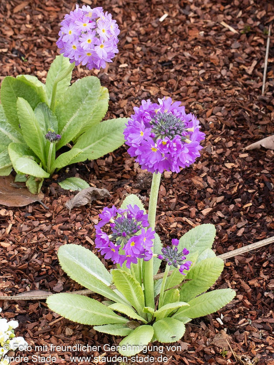 Kugel-Primel (Primula denticulata, blau)