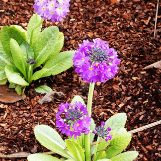 Kugel-Primel (Primula denticulata, blau)