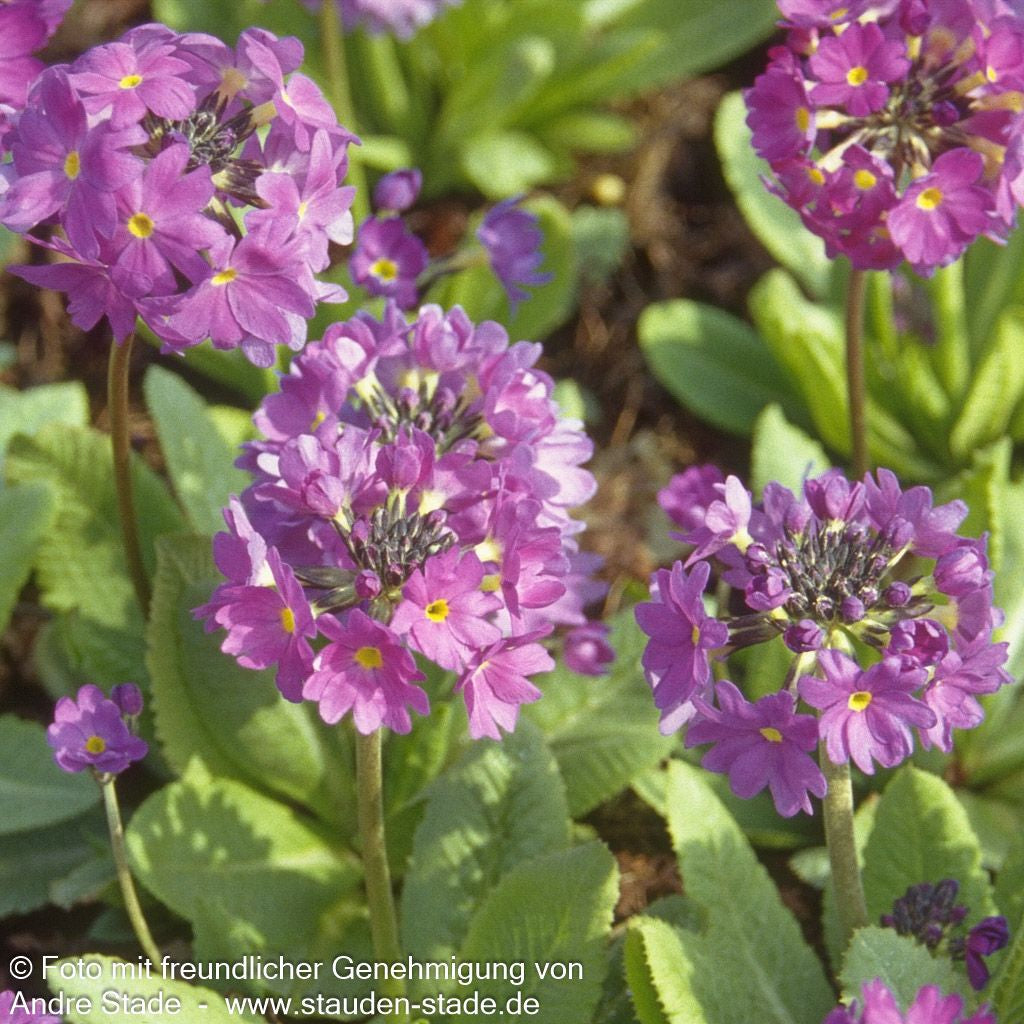 Kugel-Primel (Primula denticulata, blau)