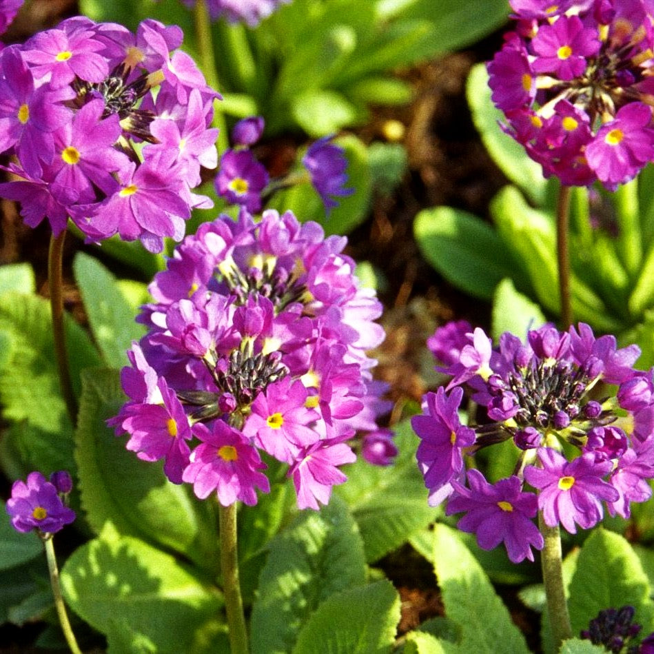 Kugel-Primel (Primula denticulata, blau)