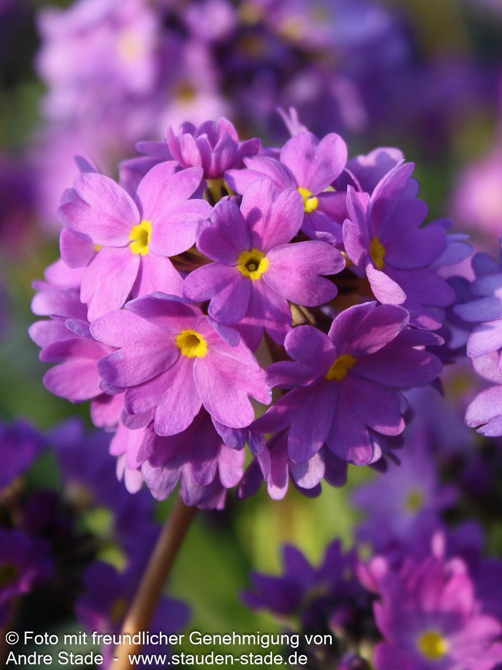 Kugel-Primel (Primula denticulata, blau)