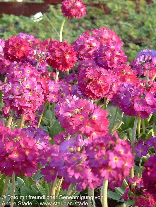 Kugel-Primel 'Rubin' (Primula denticulata)
