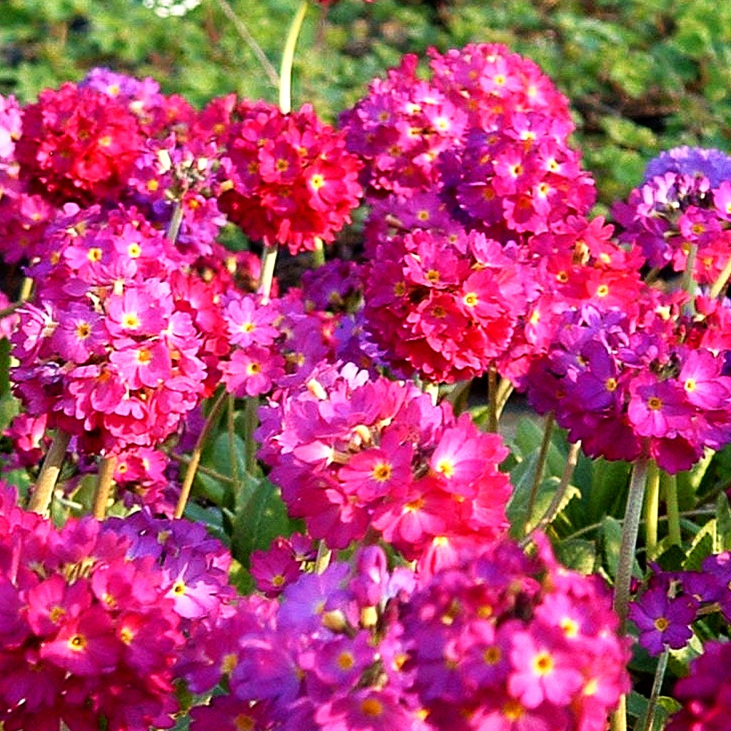 Kugel-Primel 'Rubin' (Primula denticulata)