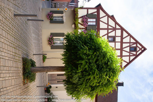 Kugel-Robinie 'Umbraculifera' (Robinia pseudoacacia)