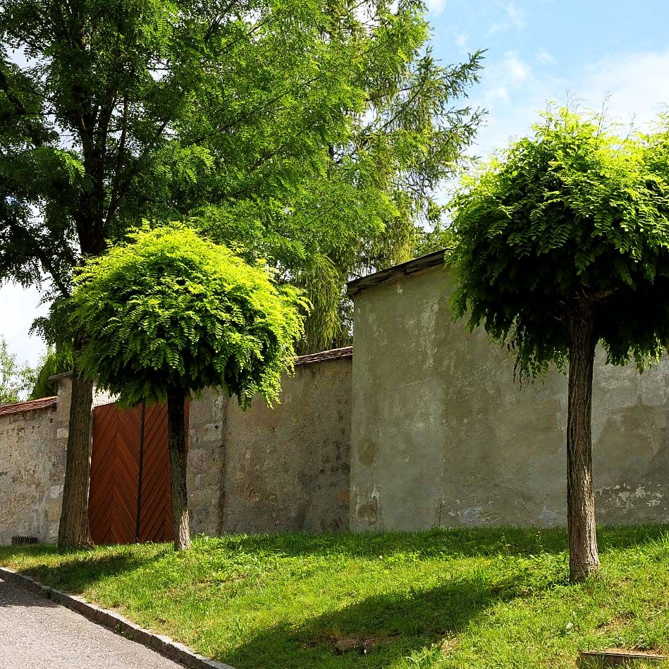 Kugel-Robinie 'Umbraculifera' (Robinia pseudoacacia)