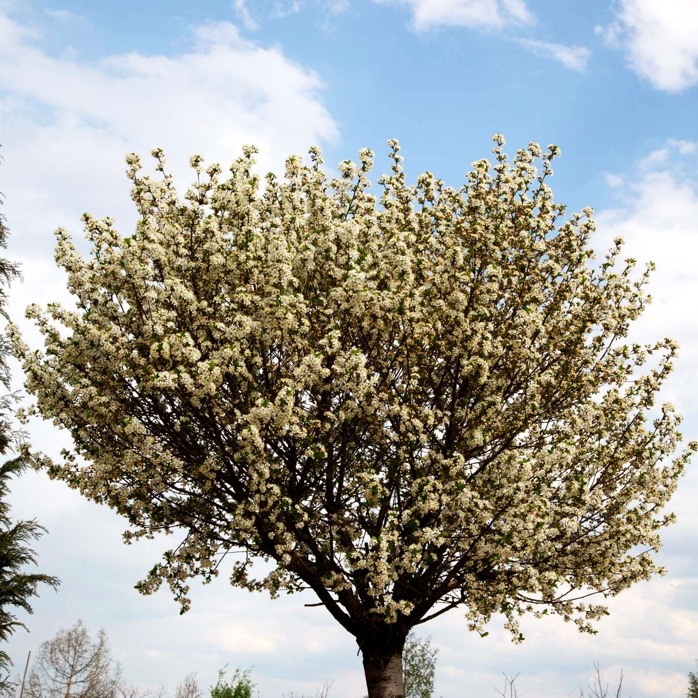 Kugel-Steppen-Kirsche 'Globosa' (Prunus fruticosa)