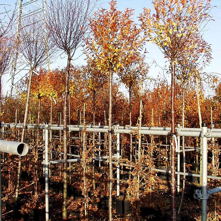Kugel-Steppen-Kirsche 'Globosa' (Prunus fruticosa)