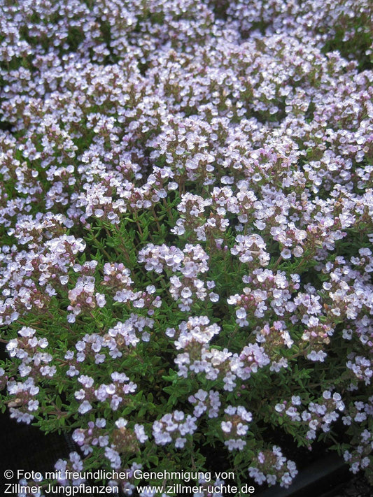 Kugel-Thymian 'Compactus' (Thymus vulgaris)