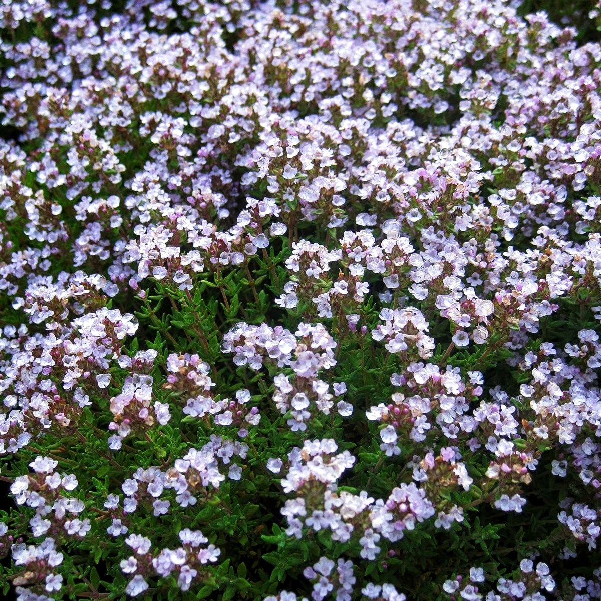Kugel-Thymian 'Compactus' (Thymus vulgaris)