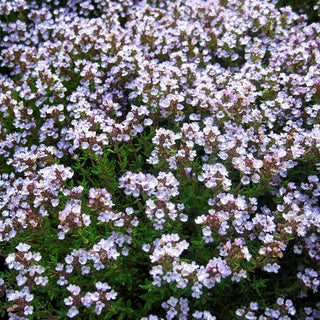 Kugel-Thymian 'Compactus' (Thymus vulgaris)