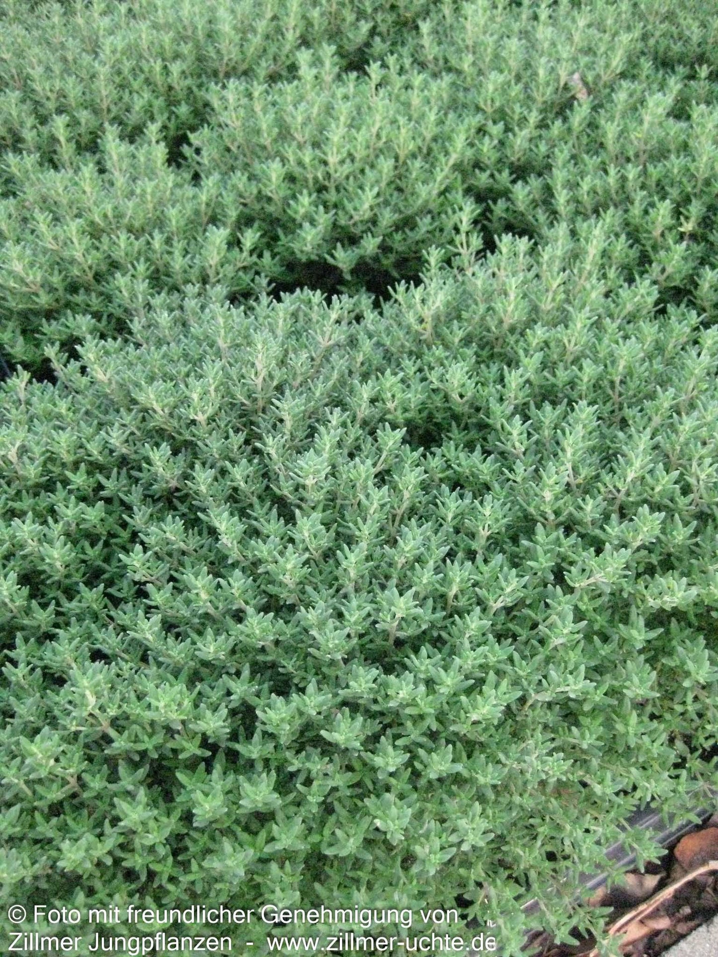 Kugel-Thymian 'Compactus' (Thymus vulgaris)