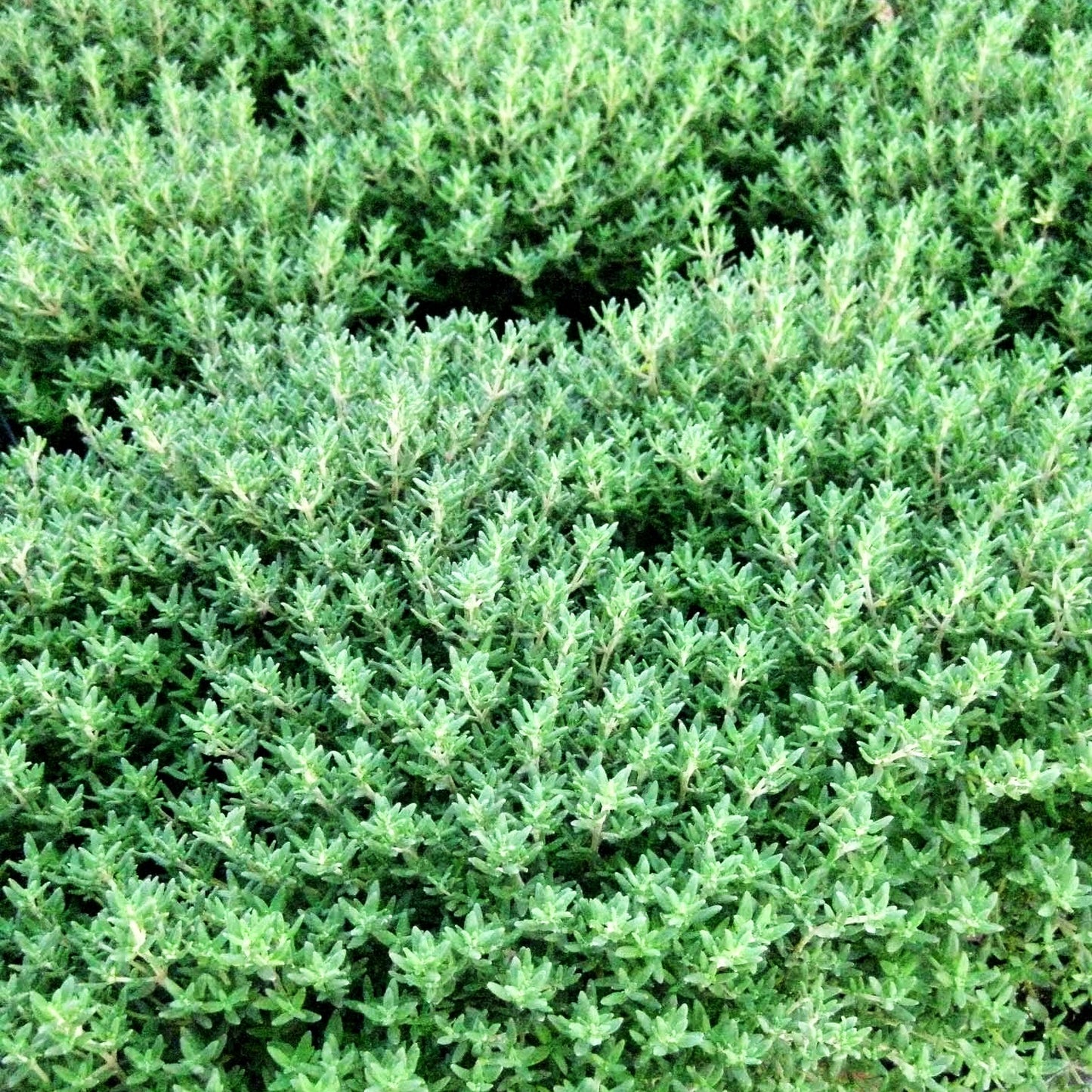 Kugel-Thymian 'Compactus' (Thymus vulgaris)