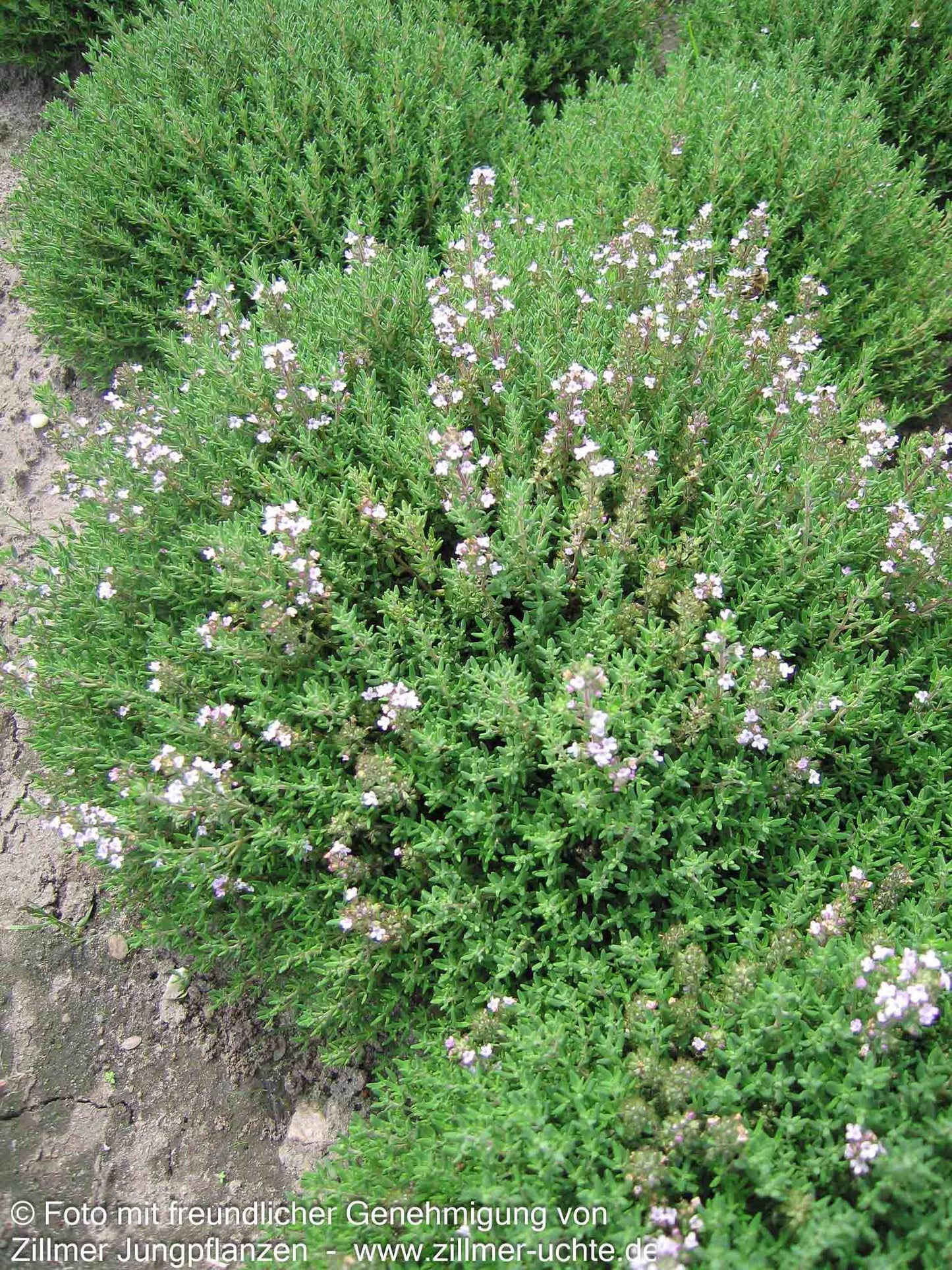 Kugel-Thymian 'Compactus' (Thymus vulgaris)