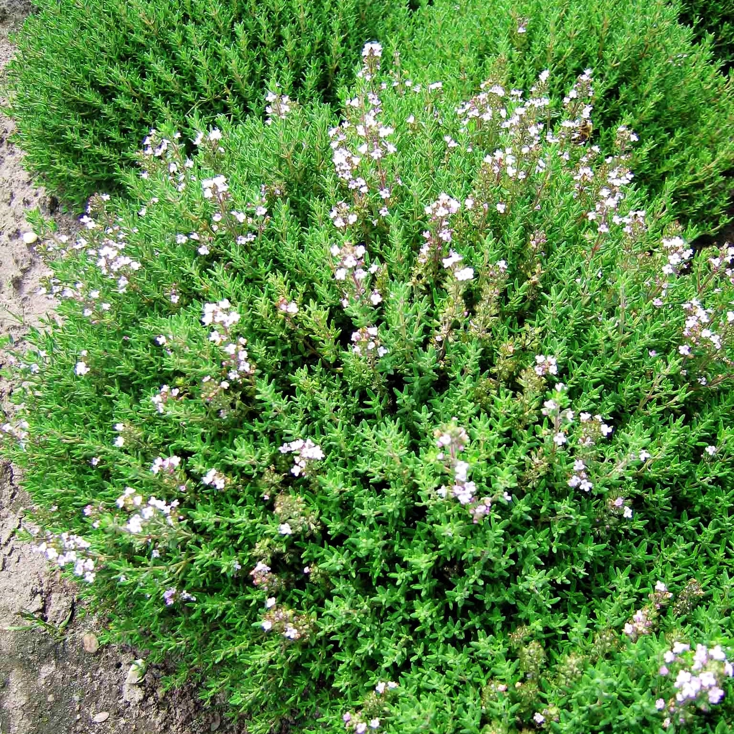 Kugel-Thymian 'Compactus' (Thymus vulgaris)