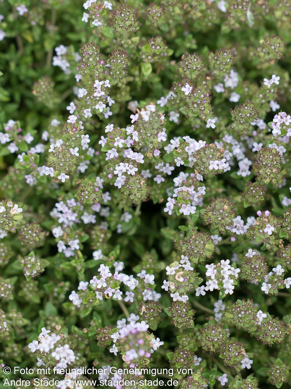 Kugel-Thymian 'Compactus' (Thymus vulgaris)