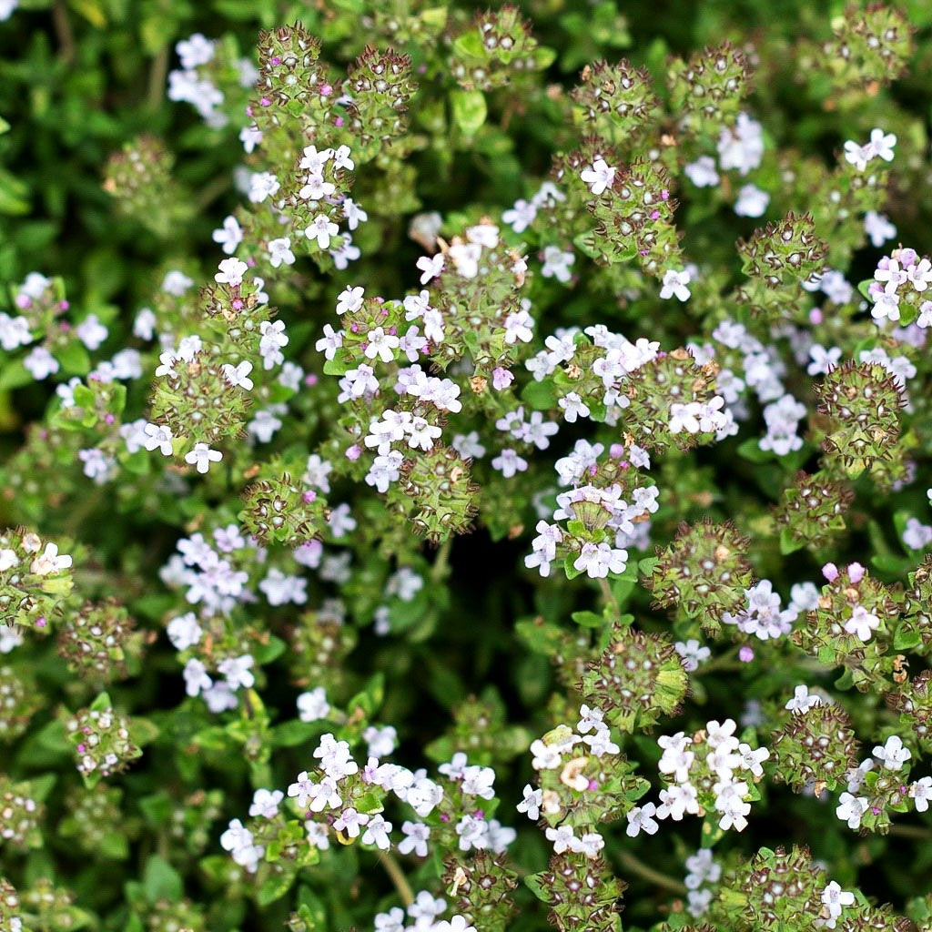 Kugel-Thymian 'Compactus' (Thymus vulgaris)