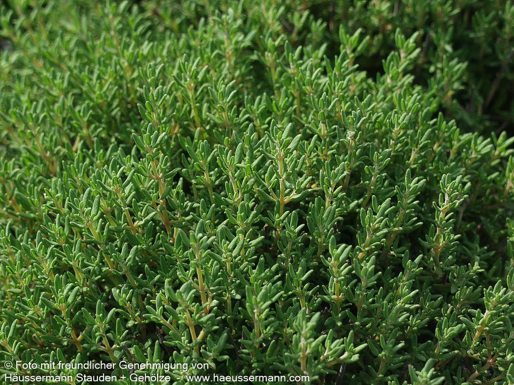 Kugel-Thymian 'Compactus' (Thymus vulgaris)