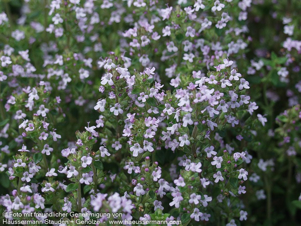Kugel-Thymian 'Compactus' (Thymus vulgaris)