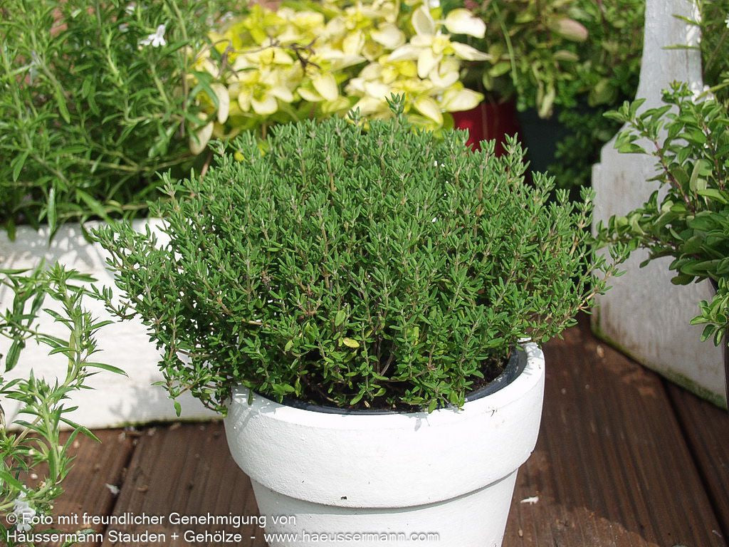 Kugel-Thymian 'Compactus' (Thymus vulgaris)