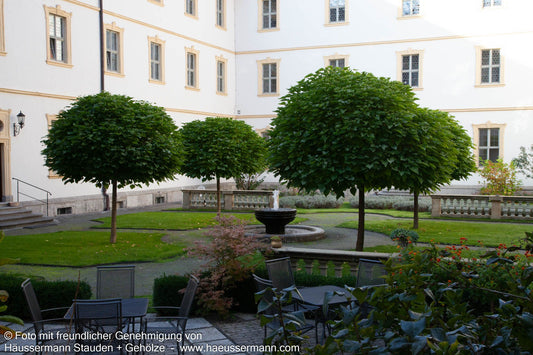 Kugel-Trompetenbaum 'Nana' (Catalpa bignonioides)