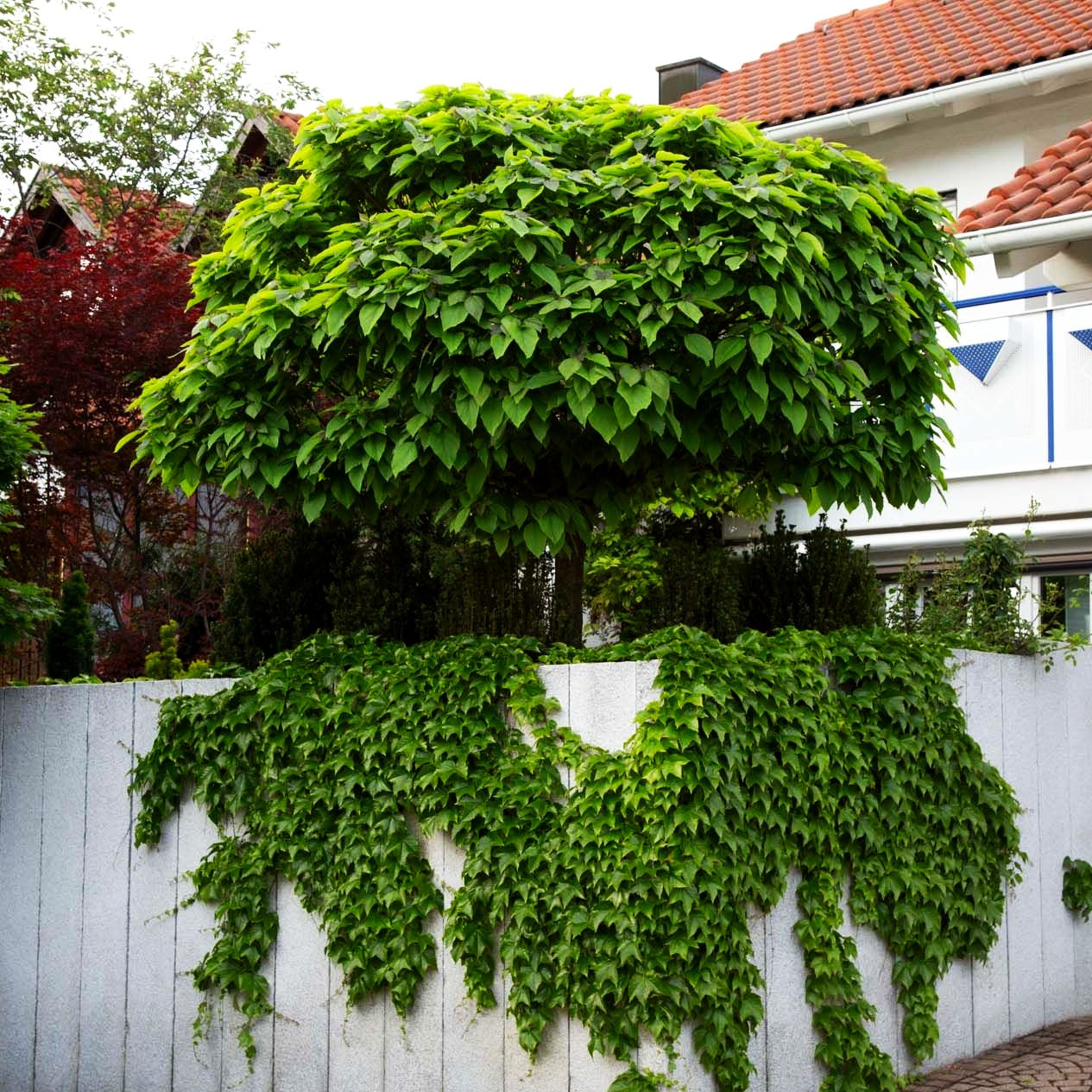 Kugel-Trompetenbaum 'Nana' (Catalpa bignonioides)