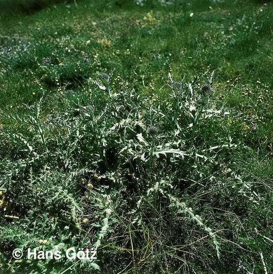 Kugeldistel (Echinops ritro)