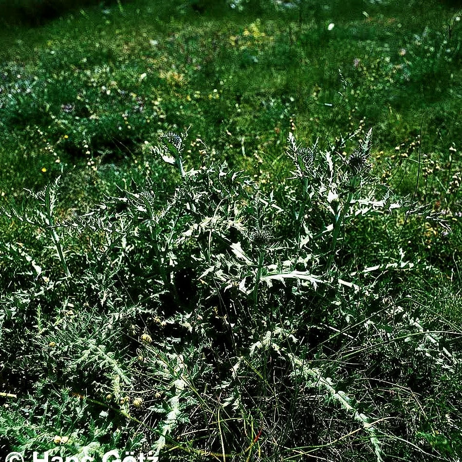 Kugeldistel (Echinops ritro)
