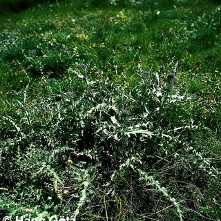 Kugeldistel (Echinops ritro)