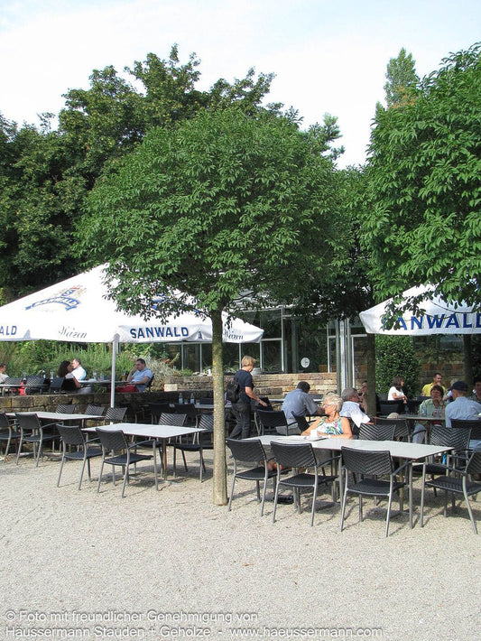 Kugelförmige Blumen-Esche 'Mecsek' (Fraxinus ornus)