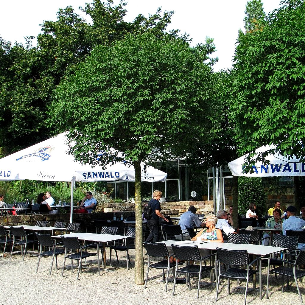 Kugelförmige Blumen-Esche 'Mecsek' (Fraxinus ornus)