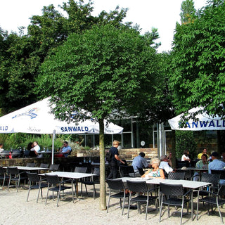 Kugelförmige Blumen-Esche 'Mecsek' (Fraxinus ornus)