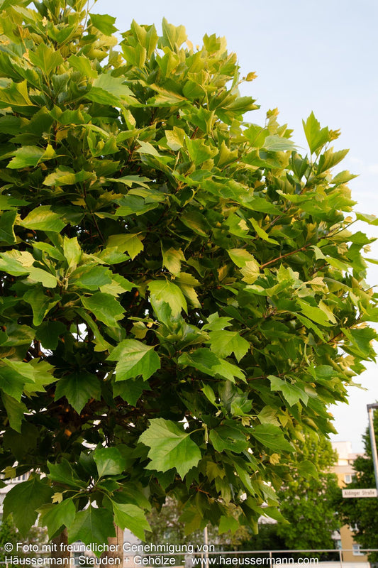Kugelförmige Platane 'Alphens Globe' (Platanus x hispanica)