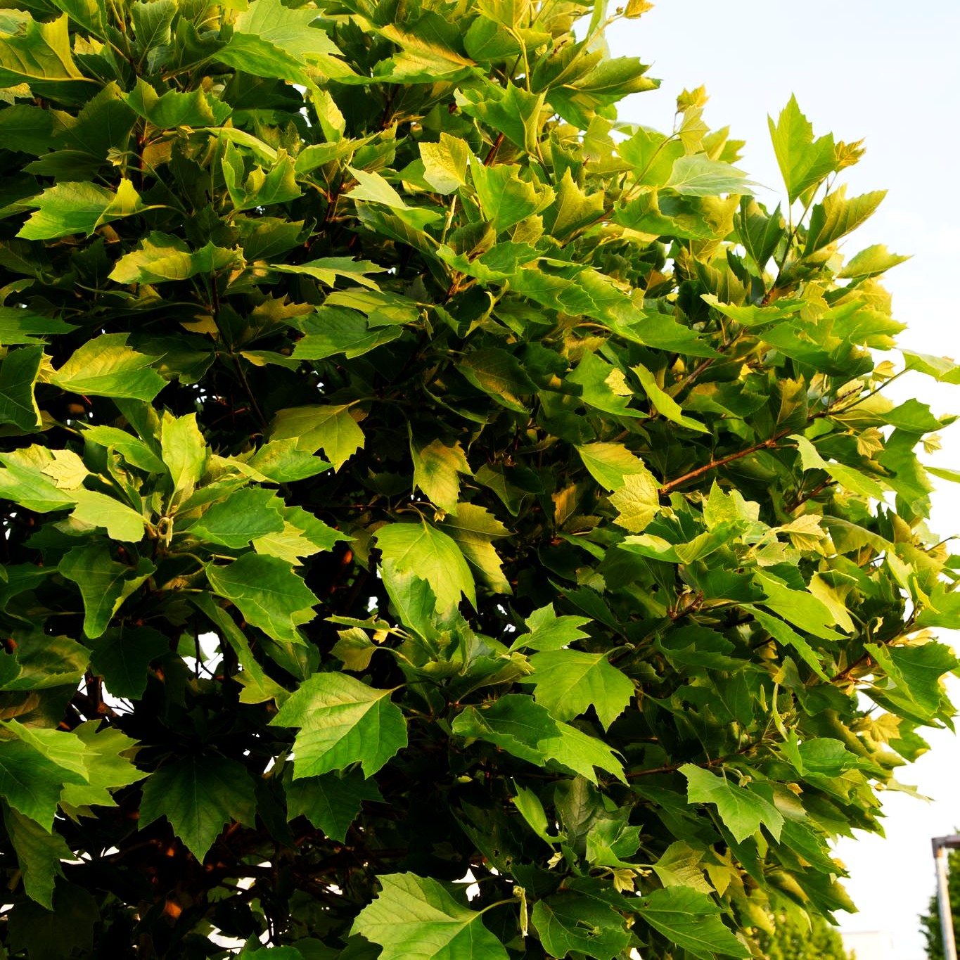 Kugelförmige Platane 'Alphens Globe' (Platanus x hispanica)