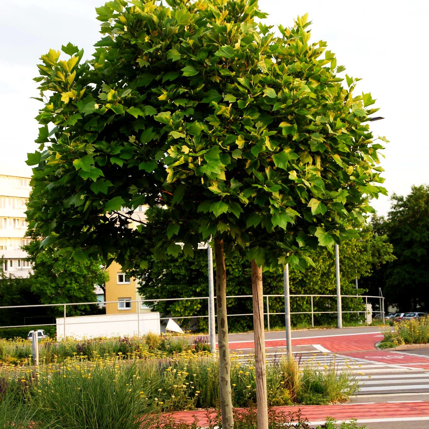 Kugelförmige Platane 'Alphens Globe' (Platanus x hispanica)