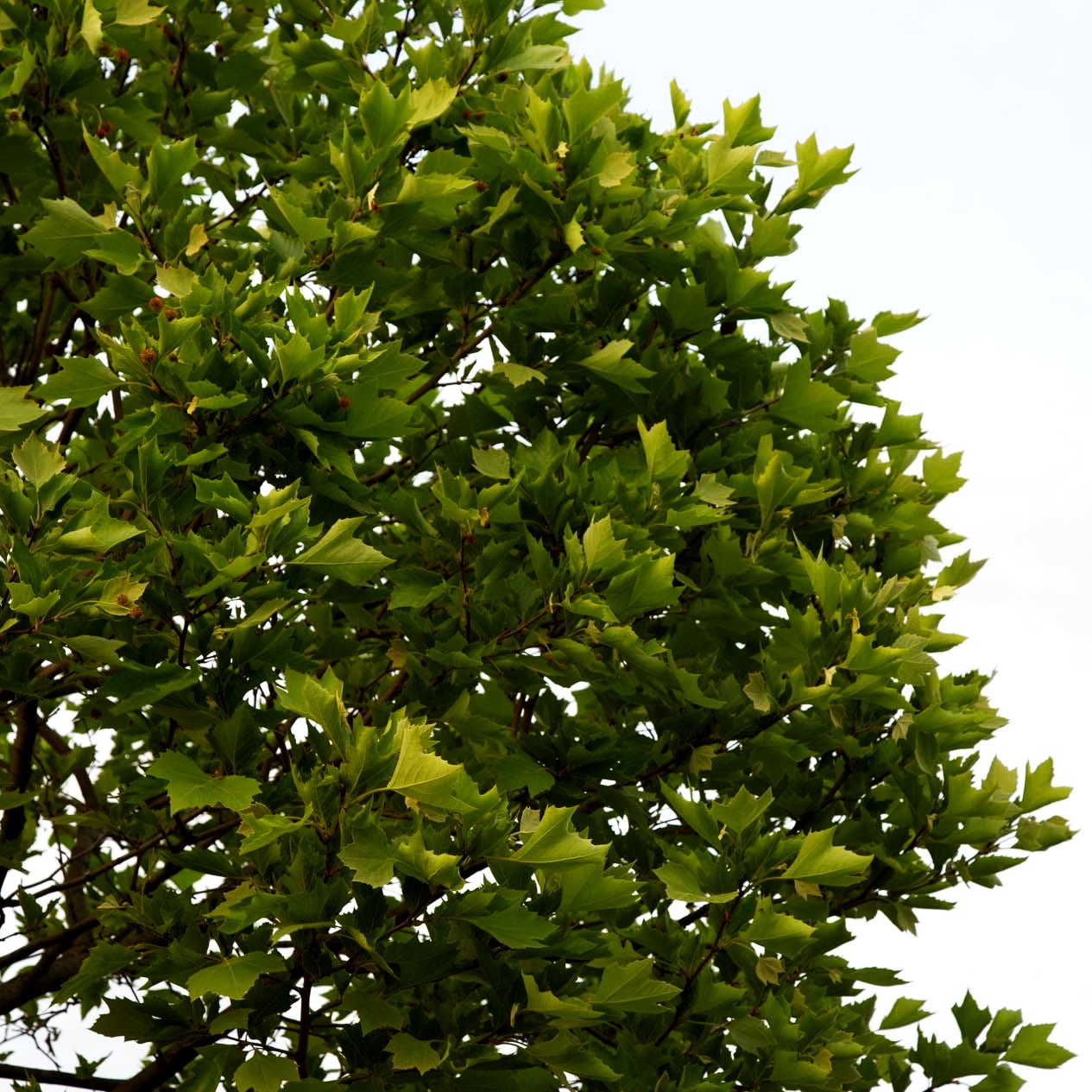 Kugelförmige Platane 'Alphens Globe' (Platanus x hispanica)