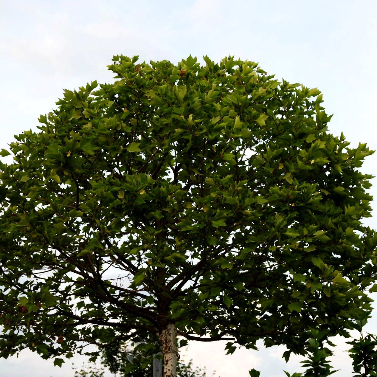 Kugelförmige Platane 'Alphens Globe' (Platanus x hispanica)