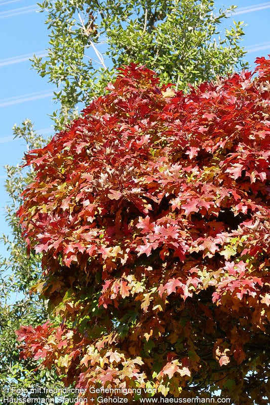 Kugelförmige Sumpf-Eiche 'Green Dwarf' (Quercus palustris)