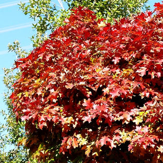 Kugelförmige Sumpf-Eiche 'Green Dwarf' (Quercus palustris)