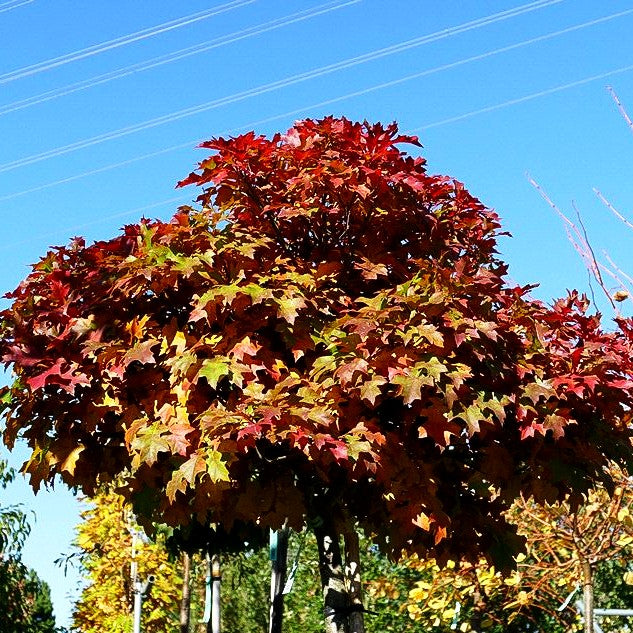 Kugelförmige Sumpf-Eiche 'Green Dwarf' (Quercus palustris)