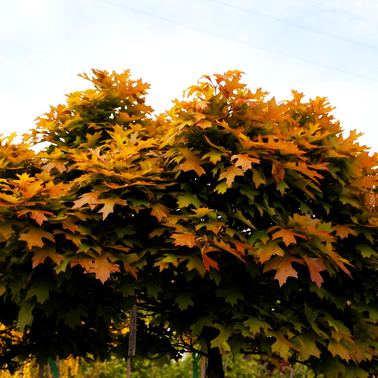 Kugelförmige Sumpf-Eiche 'Green Dwarf' (Quercus palustris)