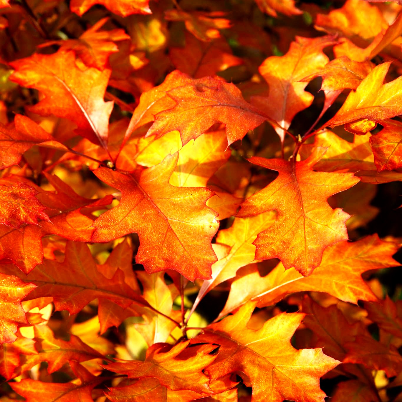 Kugelförmige Sumpf-Eiche 'Green Dwarf' (Quercus palustris)