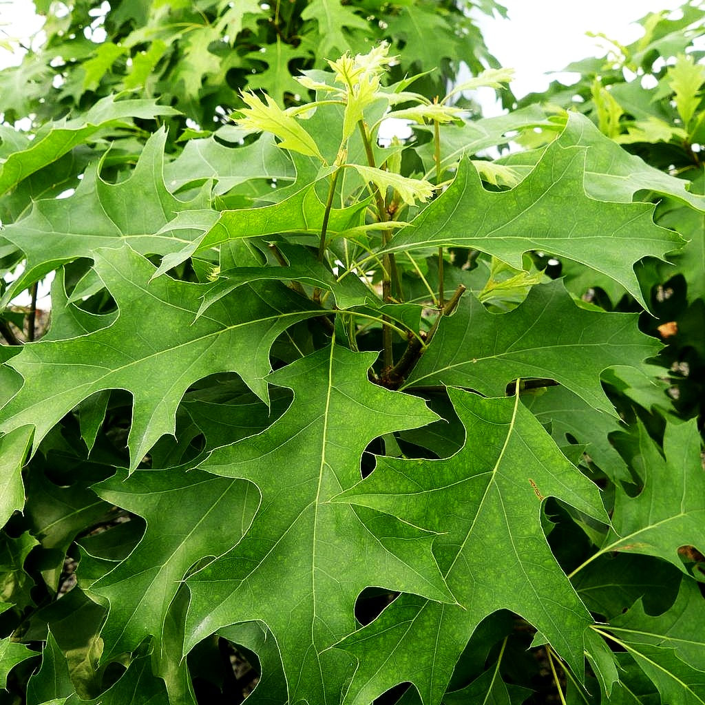 Kugelförmige Sumpf-Eiche 'Isabel' (Quercus palustris)