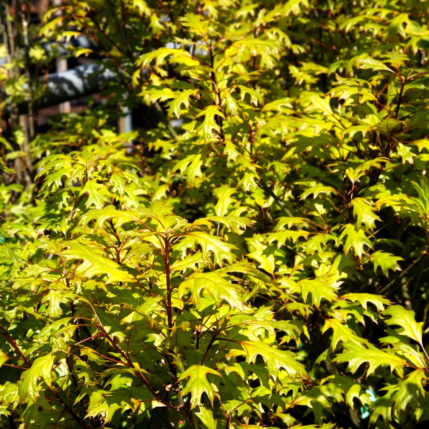 Kugelförmige Sumpf-Eiche 'Isabel' (Quercus palustris)